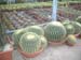 greenhouse 033