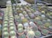 greenhouse 037