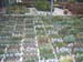 greenhouse 038
