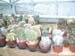greenhouse 040