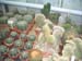greenhouse 041