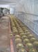 greenhouse 045