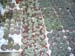 greenhouse 047