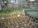 greenhouse 049