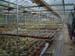 greenhouse 051