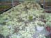 greenhouse 053