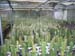 greenhouse 055