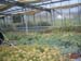 greenhouse 056