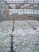 greenhouse 060