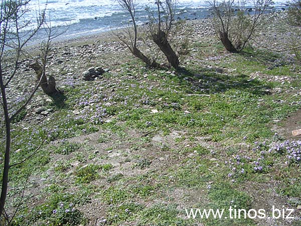 kionia-tinos-106