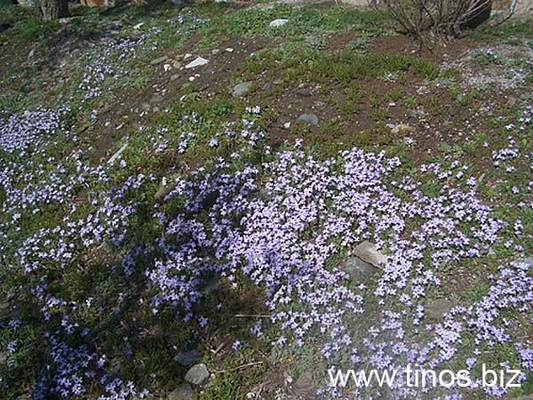 kionia-tinos-108