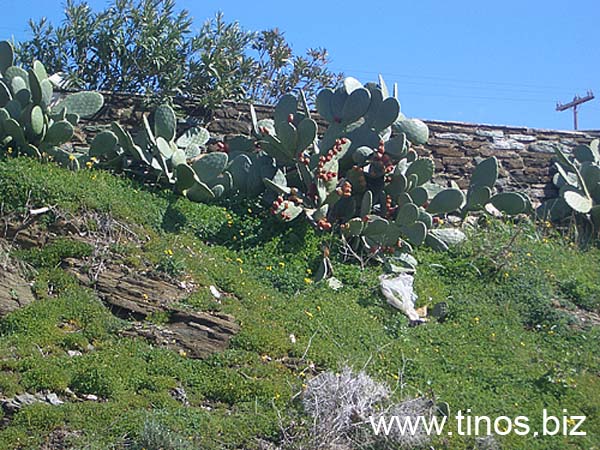 kionia-tinos-116