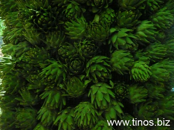carciofi 124