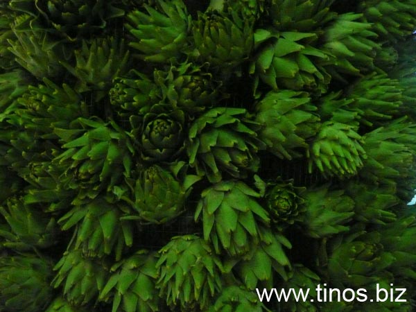 carciofi 128