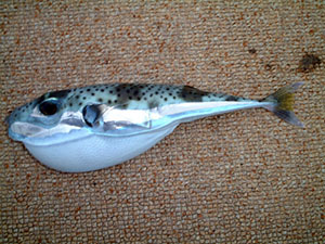 lagocephalus sceleratus in cyclades