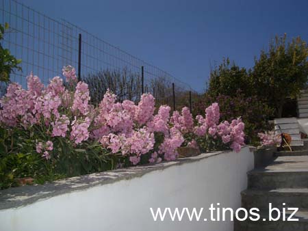Mirsini_2007_17
