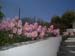 Mirsini_2007_17