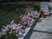 Mirsini_2007_18