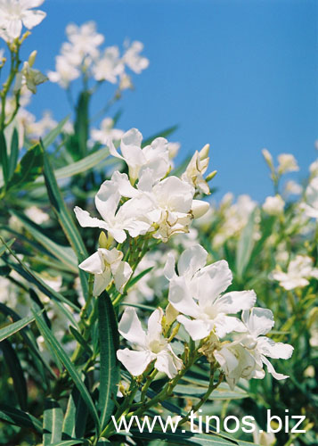 PIKRODAFNH 1